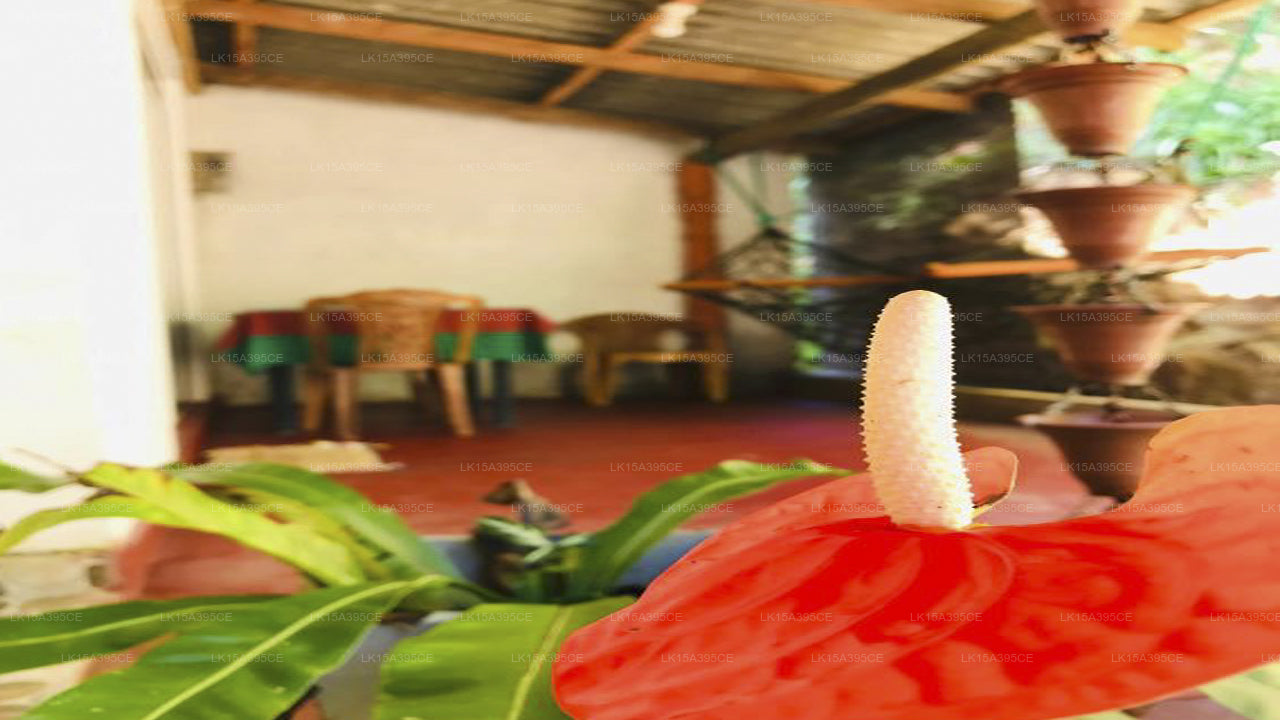 Ella Jungle Inn, Ella 