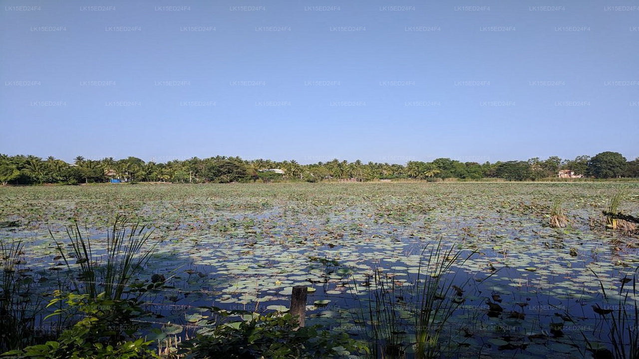 Blick auf den Heritage Lake, Anuradhapura