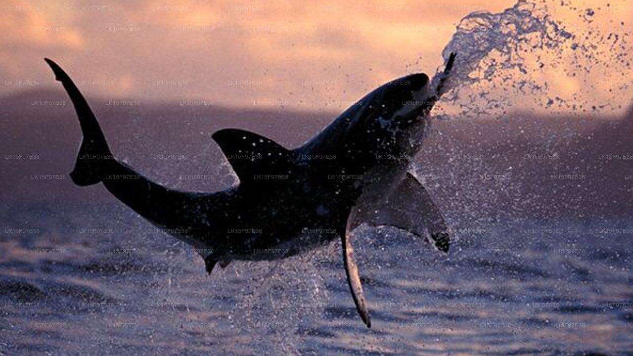 Tanzender Delfin, Kalpitiya