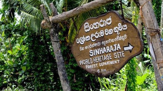 Geführte Tour durch das Sinharaja-Waldreservat inklusive Eintrittskarten