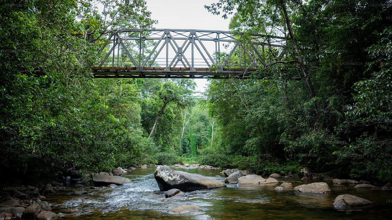 Geführte Tour durch das Sinharaja-Waldreservat inklusive Eintrittskarten