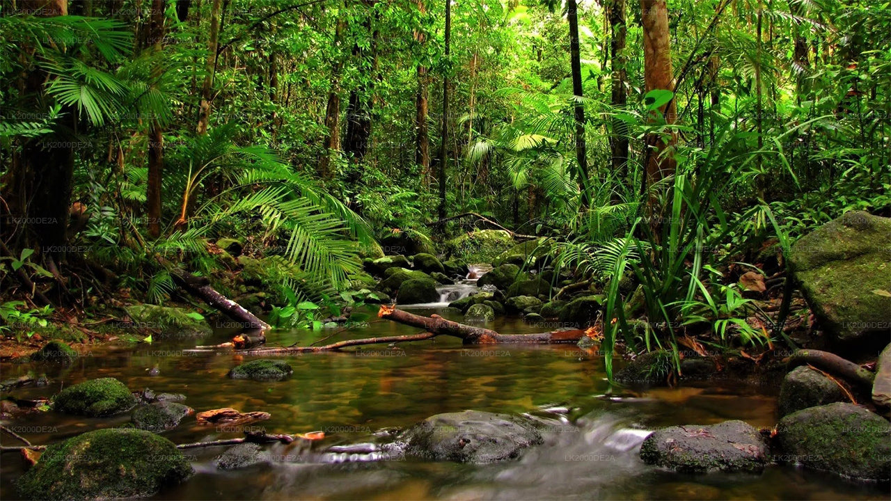 Geführte Tour durch das Sinharaja-Waldreservat inklusive Eintrittskarten