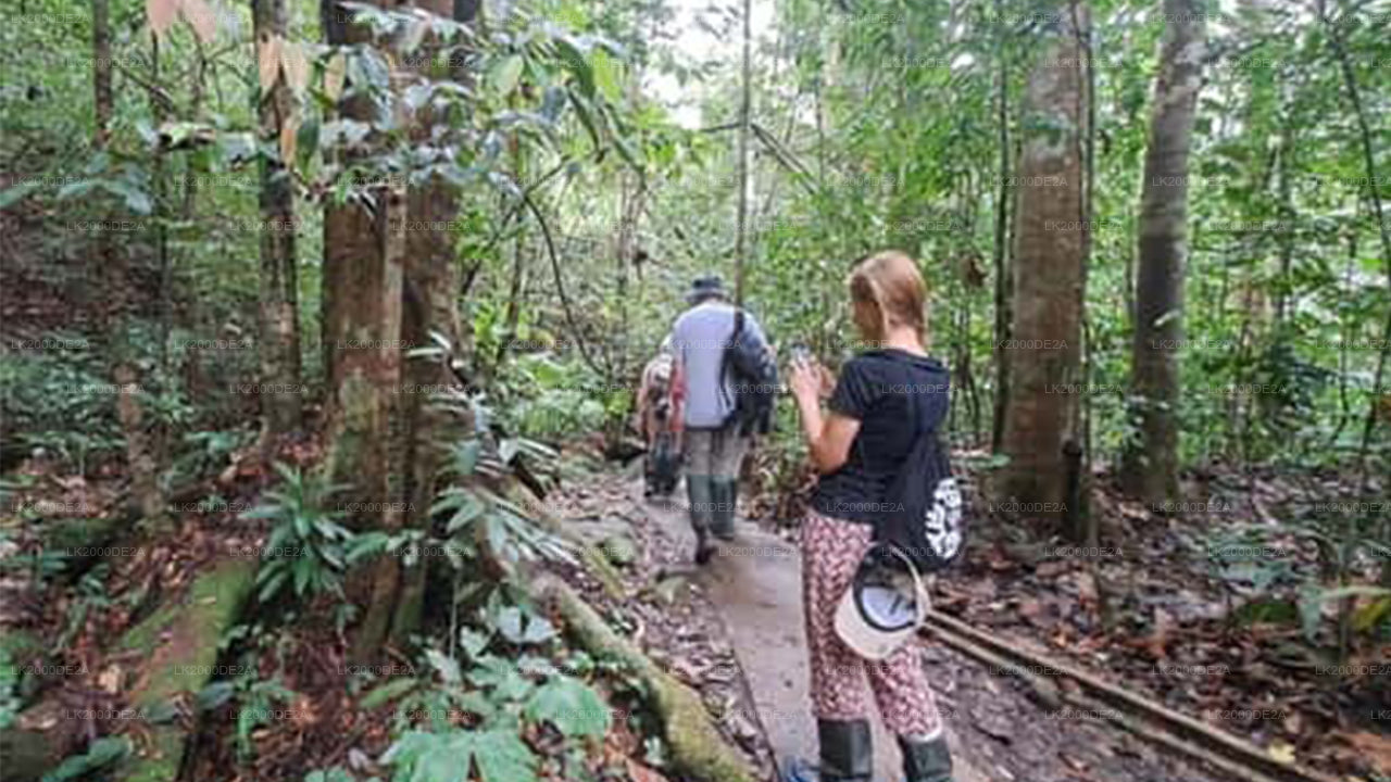 Geführte Tour durch das Sinharaja-Waldreservat inklusive Eintrittskarten