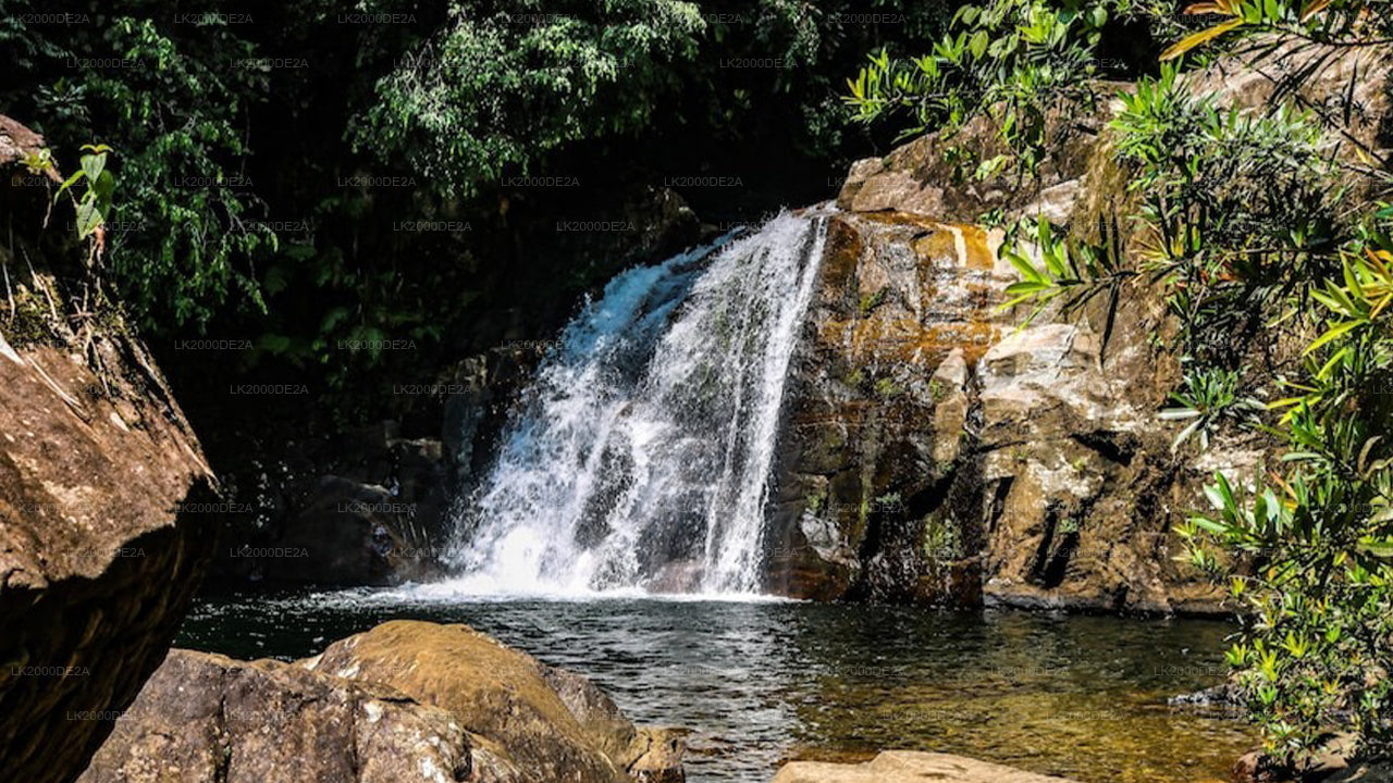 Geführte Tour durch das Sinharaja-Waldreservat inklusive Eintrittskarten