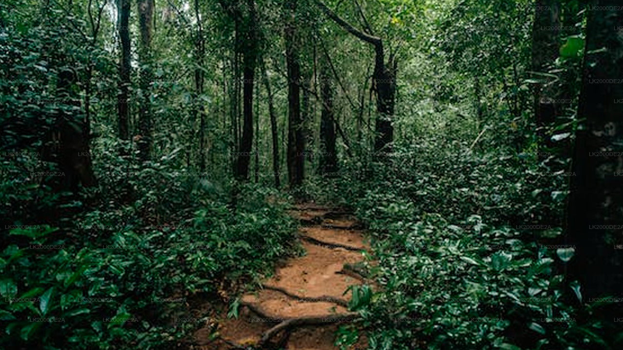 Geführte Tour durch das Sinharaja-Waldreservat inklusive Eintrittskarten