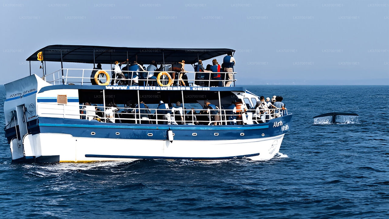 Walbeobachtung von Kosgoda auf einem gemeinsamen Boot