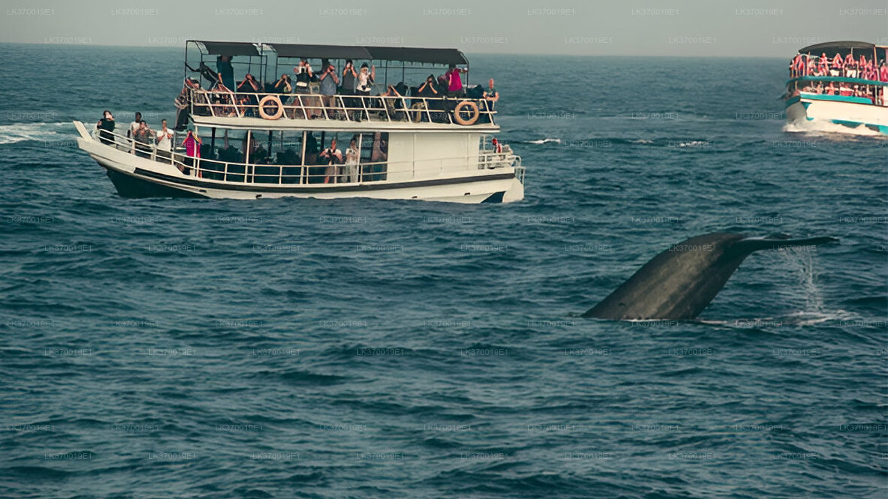 Walbeobachtung von Kosgoda auf einem gemeinsamen Boot