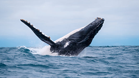 Walbeobachtung von Kosgoda auf einem gemeinsamen Boot