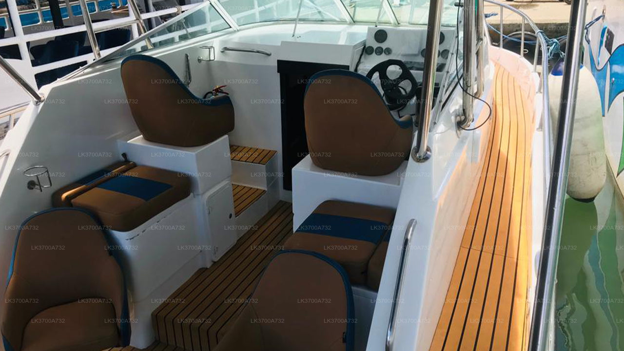 Private Walbeobachtungstour mit einem luxuriösen Schnellboot ab Mirissa