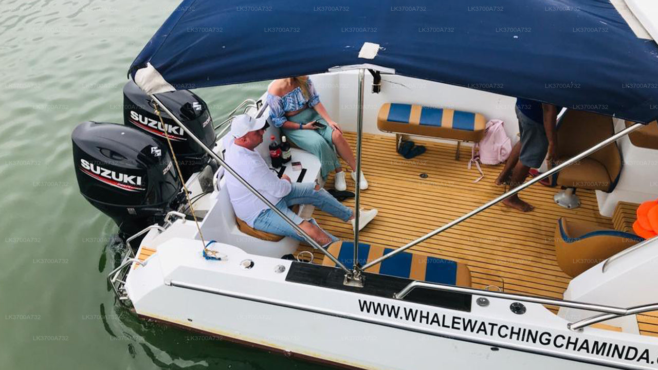 Private Walbeobachtungstour mit einem luxuriösen Schnellboot ab Mirissa