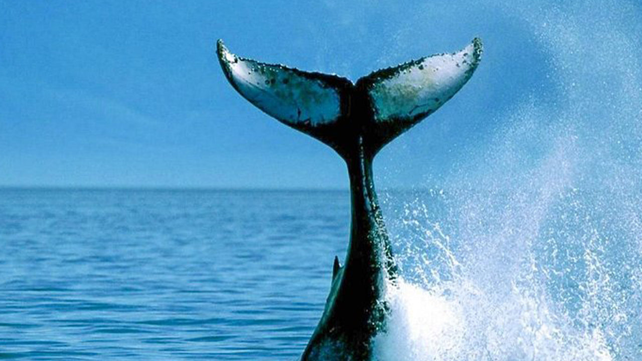 Private Walbeobachtungstour mit einem luxuriösen Schnellboot ab Mirissa