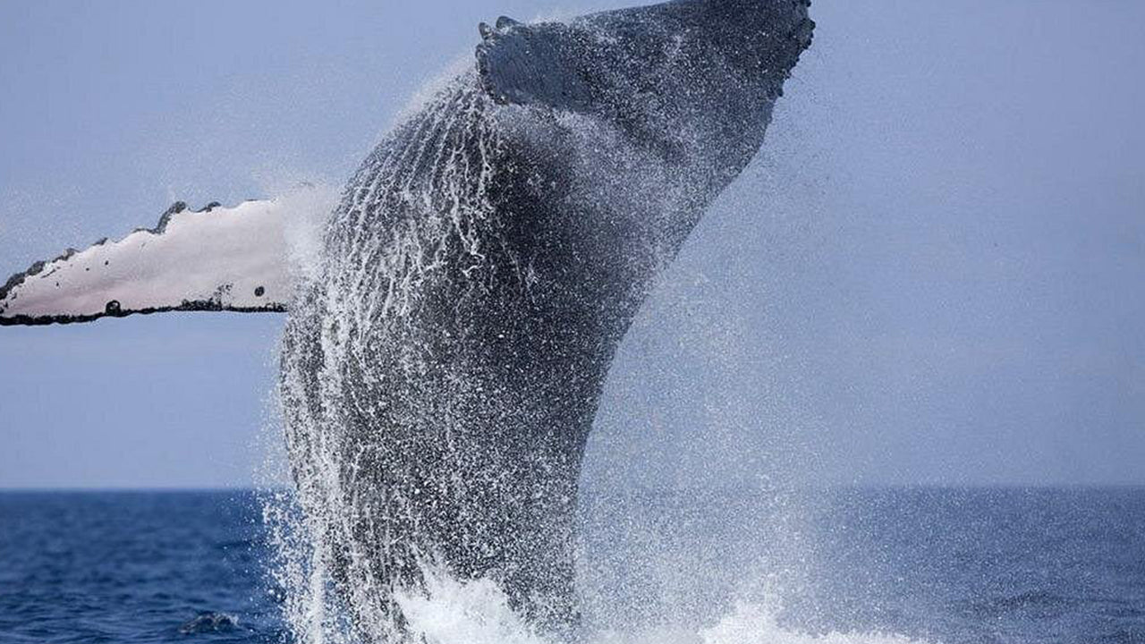Private Walbeobachtungstour mit einem luxuriösen Schnellboot ab Mirissa