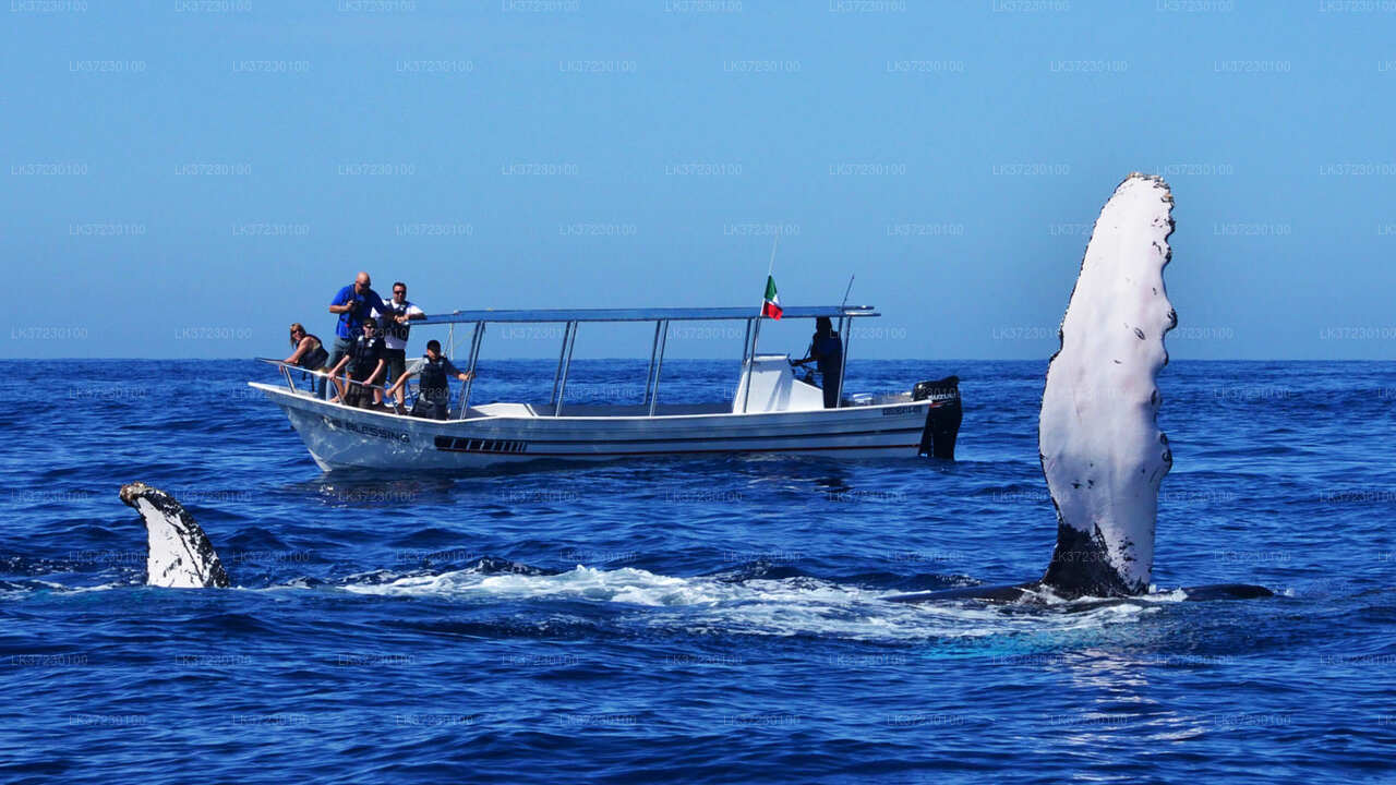 Walbeobachtung vom Seehafen Trincomalee auf einem gemeinsamen Boot