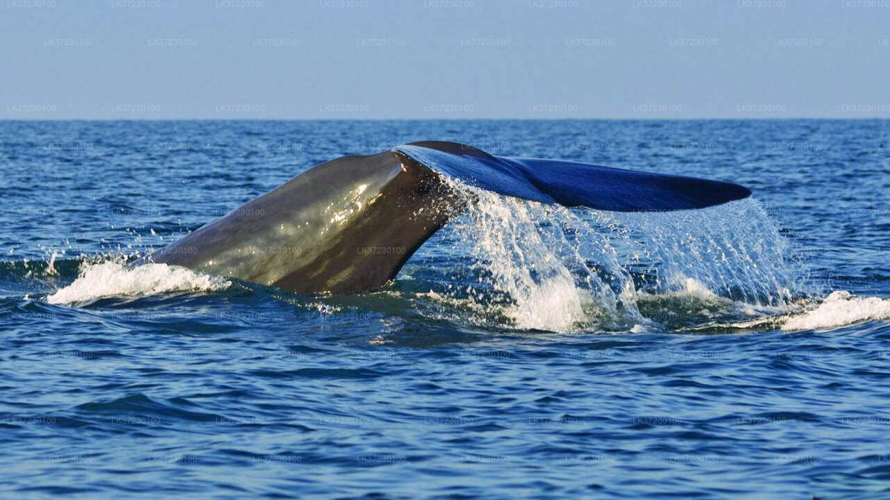 Walbeobachtung vom Seehafen Trincomalee auf einem gemeinsamen Boot