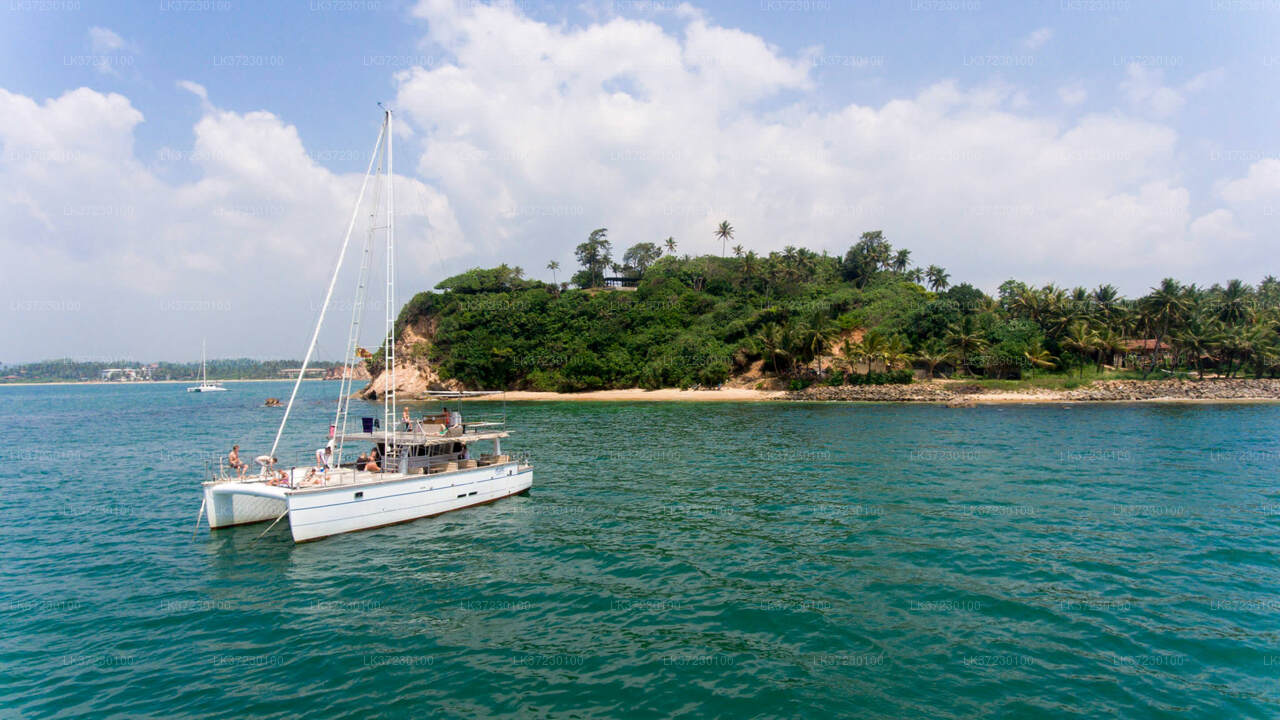 Walbeobachtung vom Seehafen Trincomalee auf einem gemeinsamen Boot