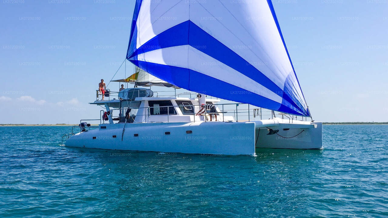 Walbeobachtung vom Seehafen Trincomalee auf einem gemeinsamen Boot