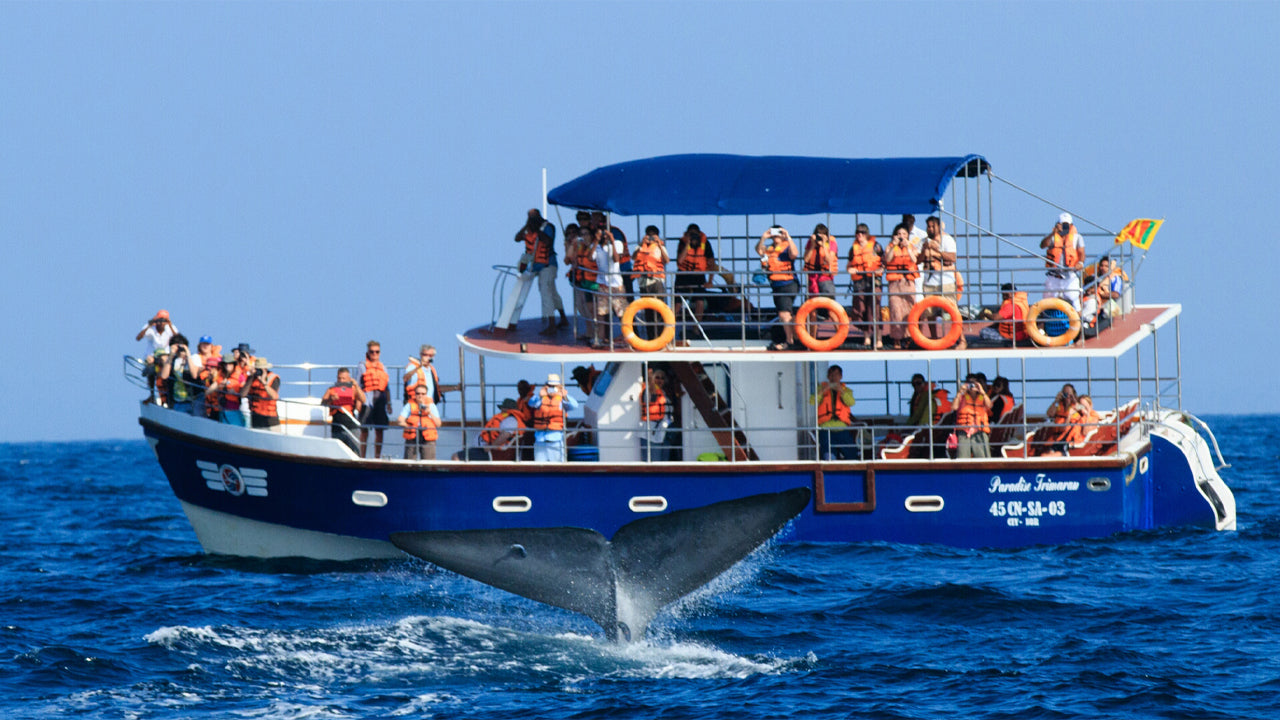 Walbeobachtung von Unawatuna auf einem gemeinsamen Boot