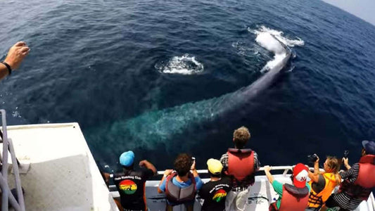 Walbeobachtung von Unawatuna auf einem gemeinsamen Boot