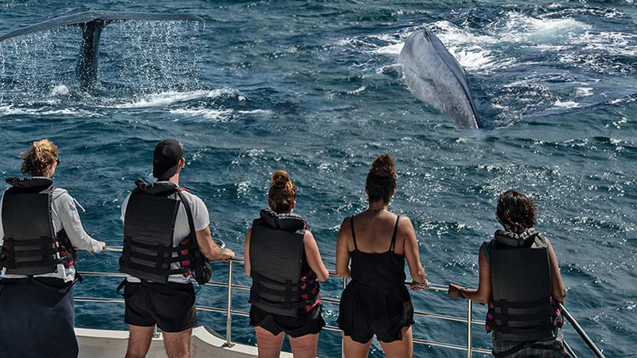 Walbeobachtung von Unawatuna auf einem gemeinsamen Boot
