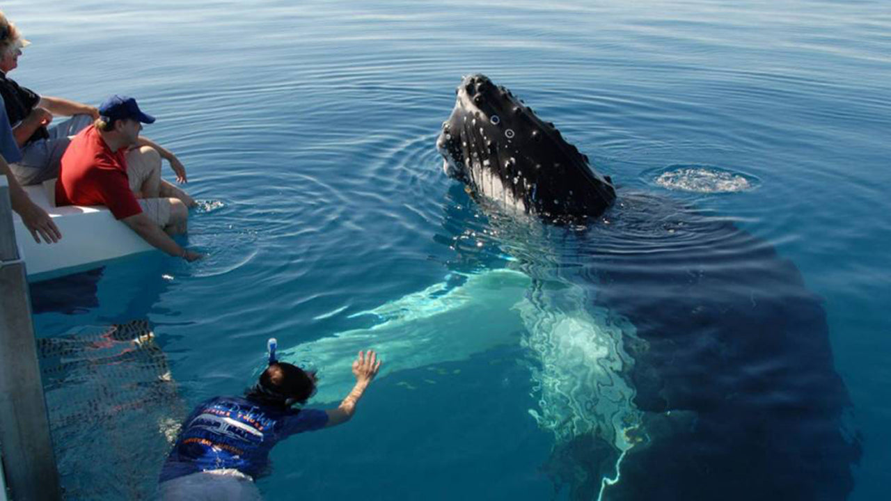 Walbeobachtung von Unawatuna auf einem gemeinsamen Boot