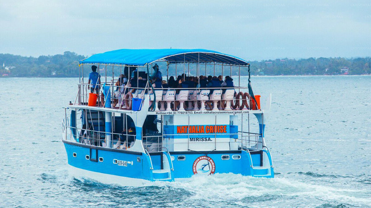 Walbeobachtung von Unawatuna auf einem gemeinsamen Boot