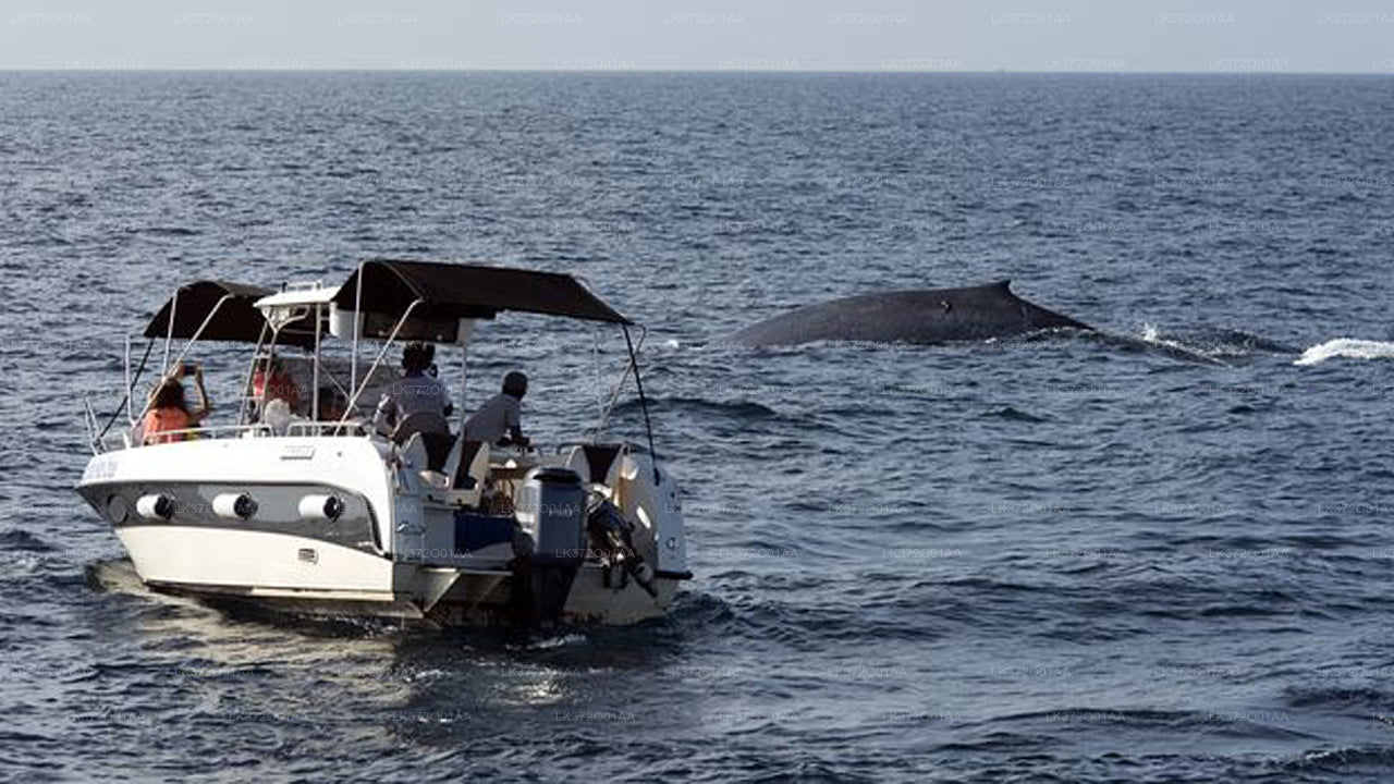 Walbeobachtung von Trincomalee auf einem privaten Boot