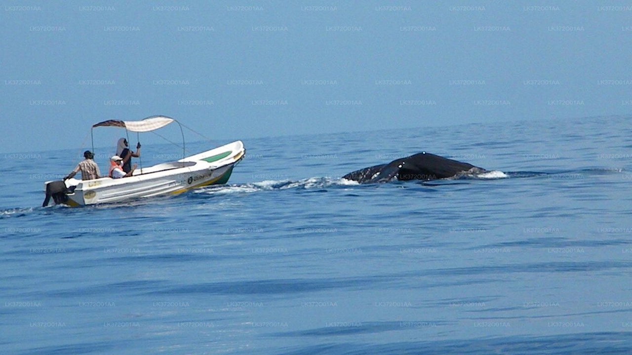 Walbeobachtung von Trincomalee auf einem privaten Boot