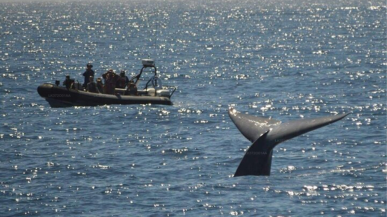 Walbeobachtung von Trincomalee auf einem privaten Boot