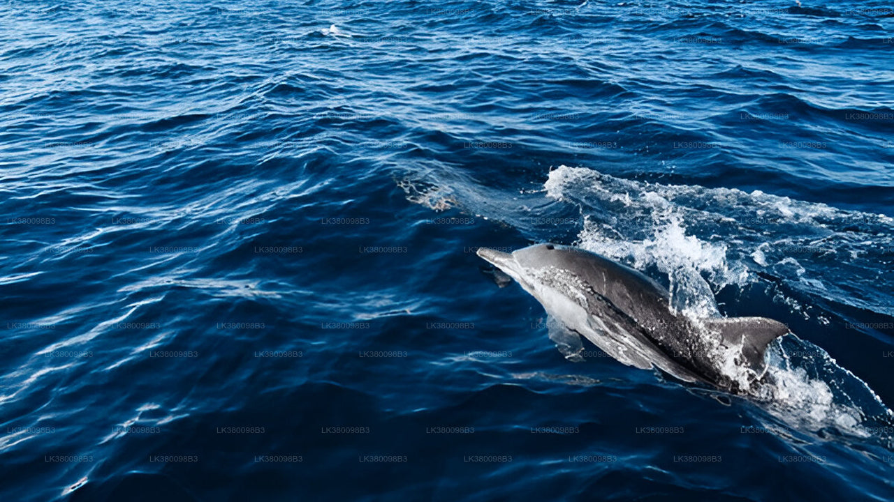 Delfinbeobachtungs-Bootstour ab Tangalle