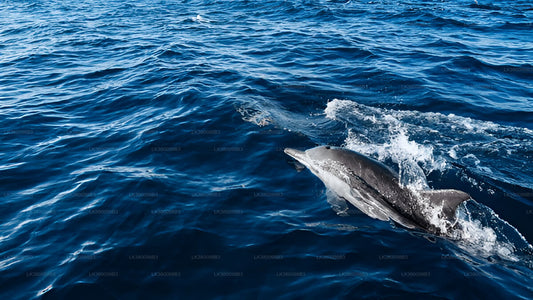 Delfinbeobachtungs-Bootstour ab Tangalle