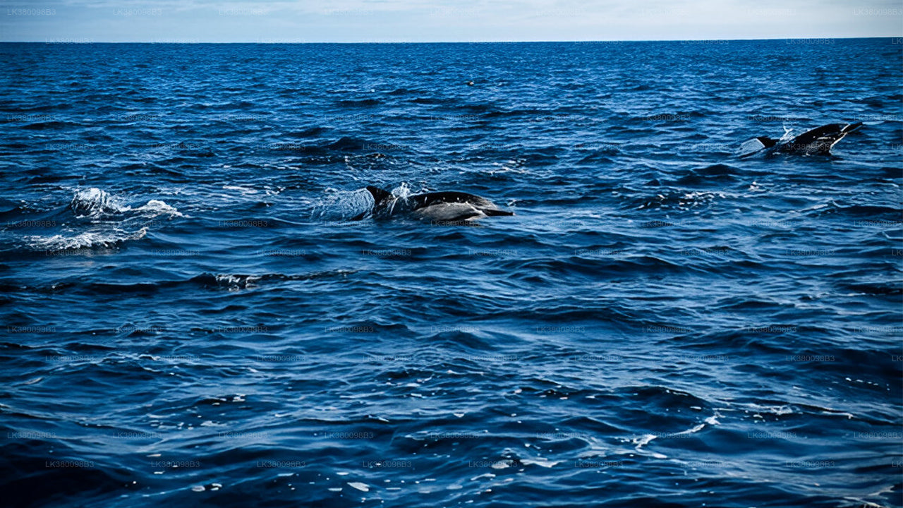 Delfinbeobachtungs-Bootstour ab Tangalle