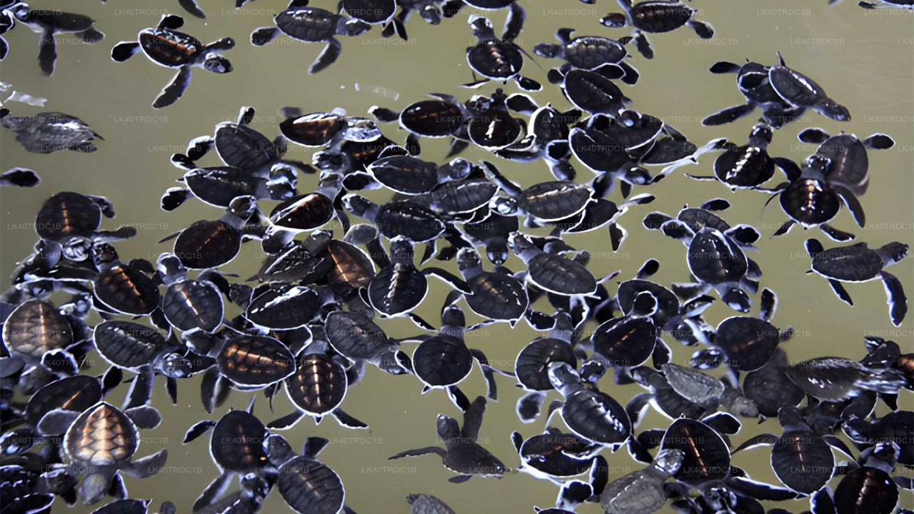 Privater Transfer von Negombo nach Hiriketiya mit Besichtigungsstopps