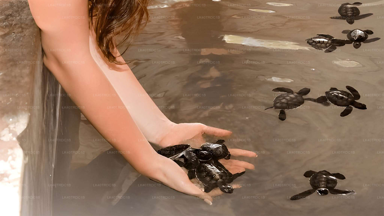 Privater Transfer von Negombo nach Hiriketiya mit Besichtigungsstopps