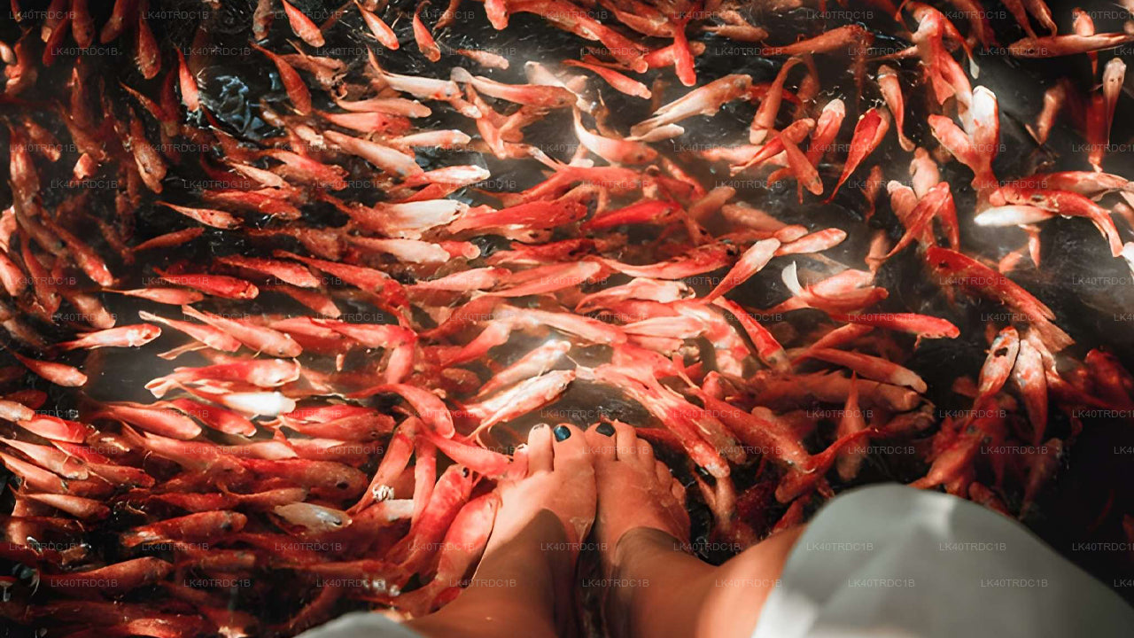 Privater Transfer von Negombo nach Hiriketiya mit Besichtigungsstopps