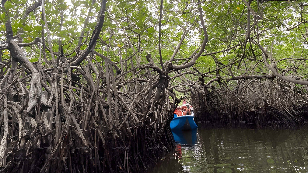 Privater Transfer von Negombo nach Hiriketiya mit Besichtigungsstopps