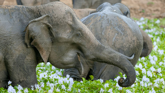 Private Tour von Sigiriya nach Kandy mit Wasgamuwa Safari