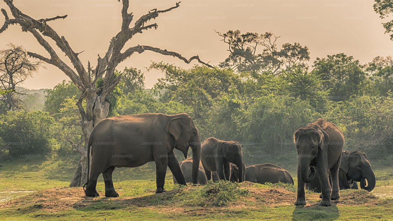 Mahlzeiten im Yala-Nationalpark
