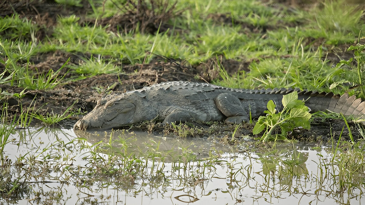 Private Tour von Hiriketiya nach Ella mit Yala-Safari