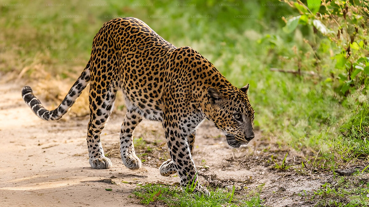 Private Tour von Hiriketiya nach Ella mit Yala-Safari