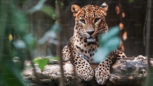 Private Tour von Hiriketiya nach Ella mit Yala-Safari