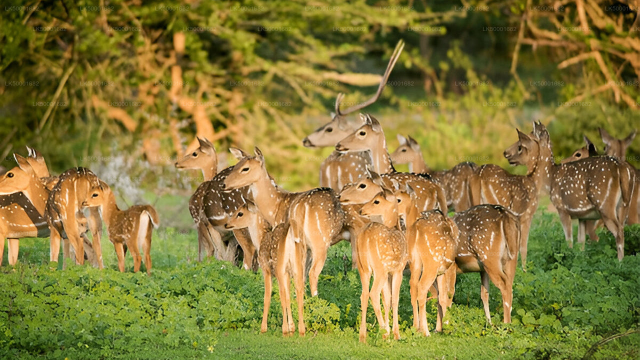 Private Tour von Ella nach Weligama mit Yala-Safari