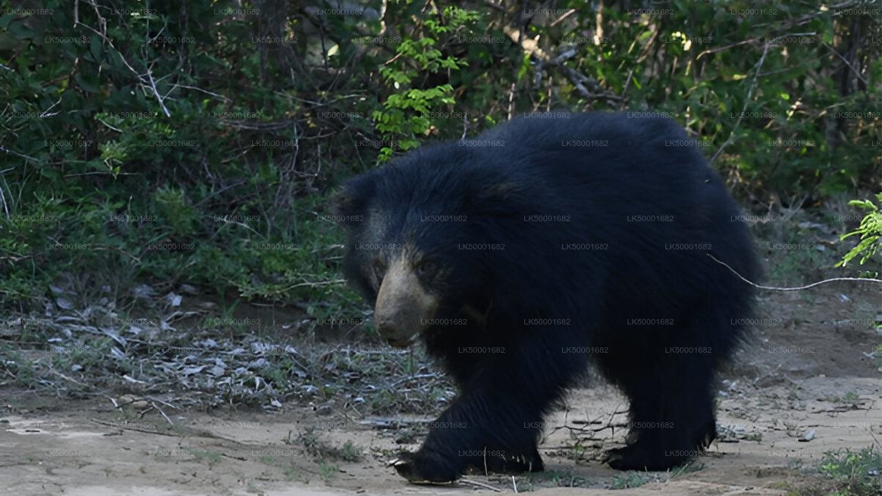 Private Tour von Ella nach Weligama mit Yala-Safari
