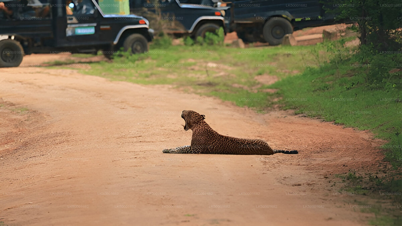 Private Tour von Ella nach Weligama mit Yala-Safari