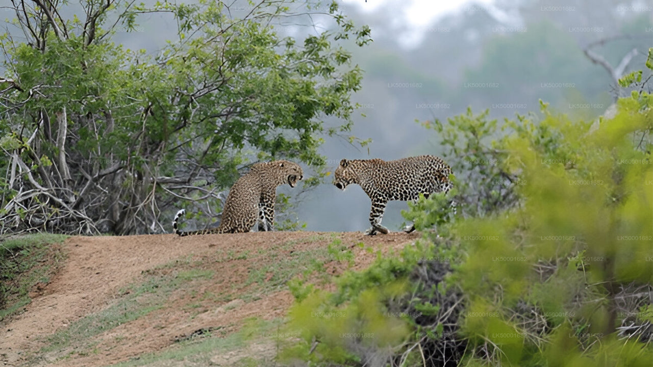 Private Tour von Ella nach Weligama mit Yala-Safari