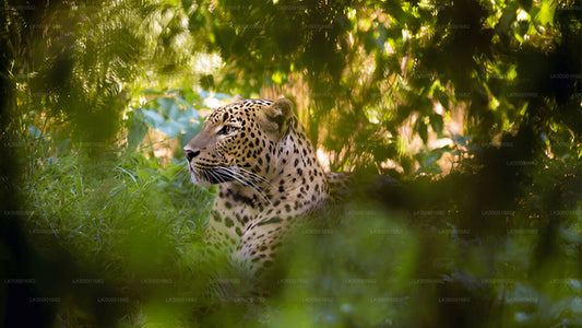 Private Tour von Ella nach Weligama mit Yala-Safari