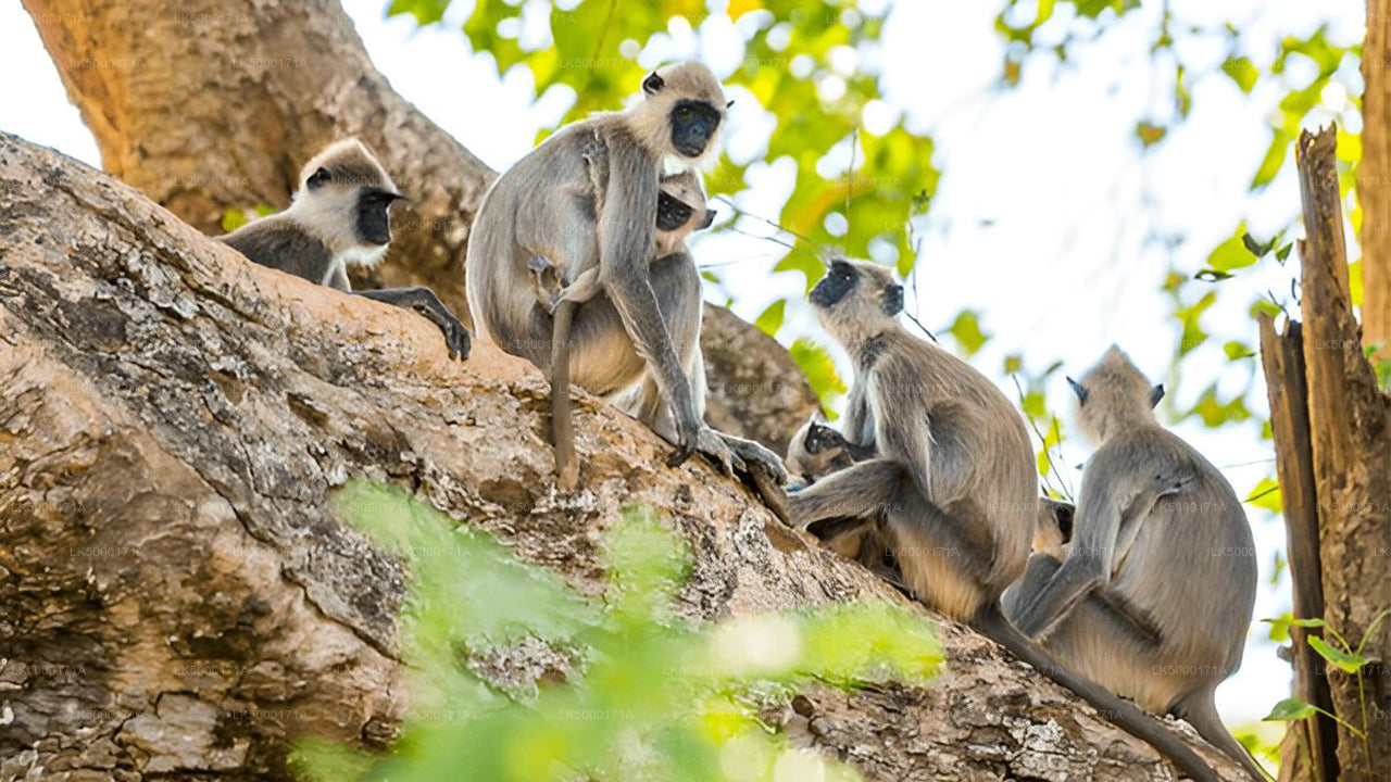 Private Tour von Ella nach Tangalle mit Udawalawe Safari