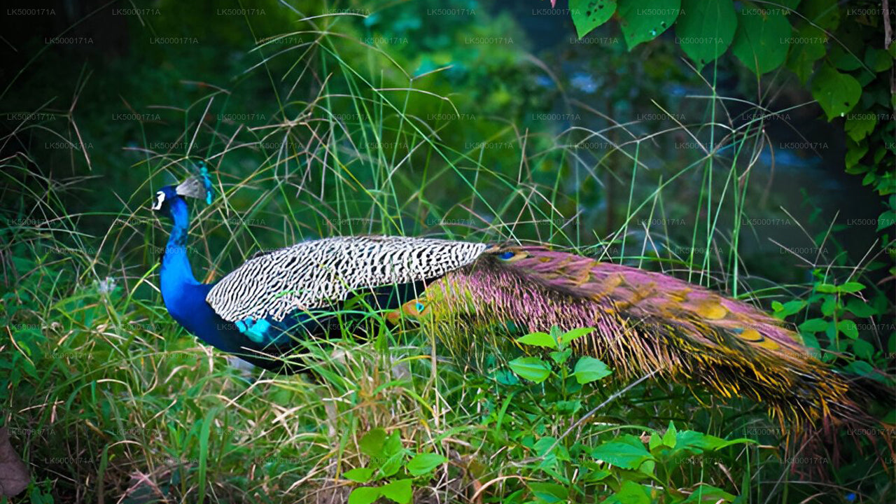 Private Tour von Ella nach Tangalle mit Udawalawe Safari