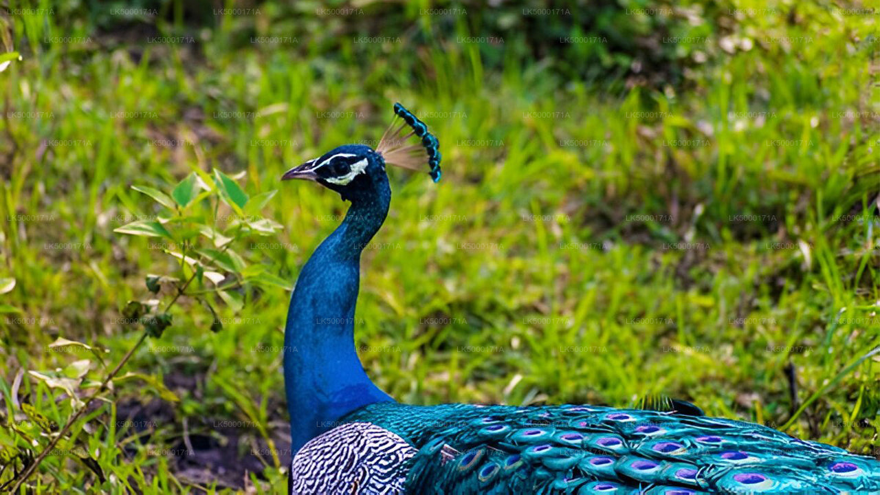 Private Tour von Ella nach Tangalle mit Udawalawe Safari