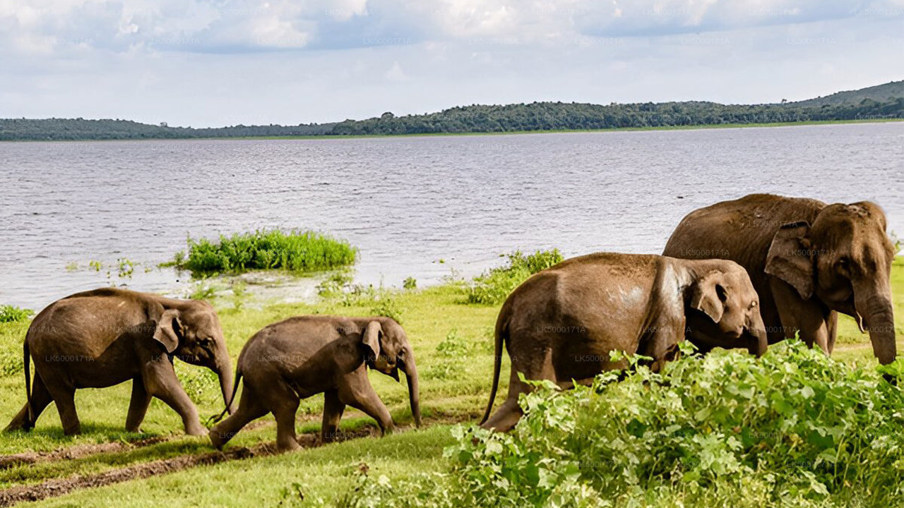 Private Tour von Ella nach Tangalle mit Udawalawe Safari