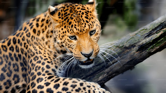 Private Tour von Ella nach Unawatuna mit Yala-Safari